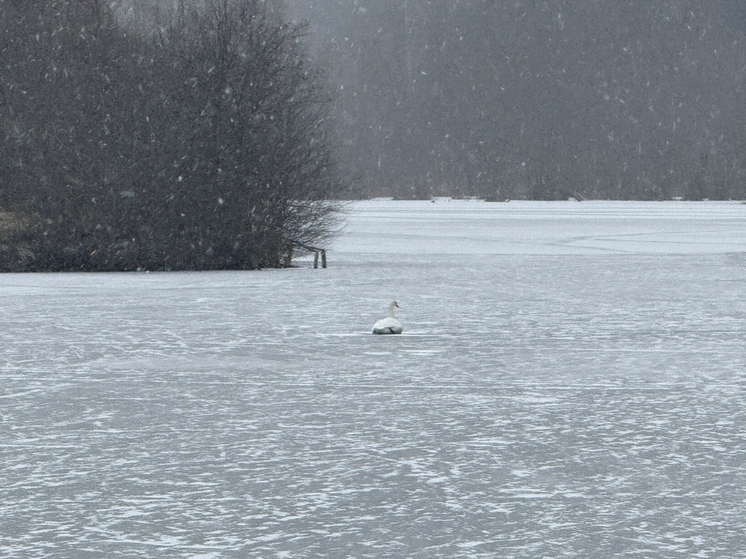 На пруду в Советском районе лебедь примерз ко льду