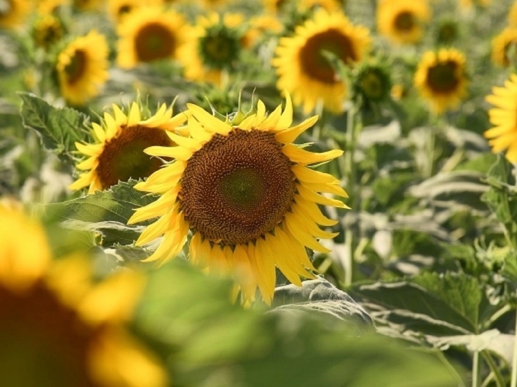 12,4 тысячи тонн шрота отправили из Волгоградской области в Беларусь