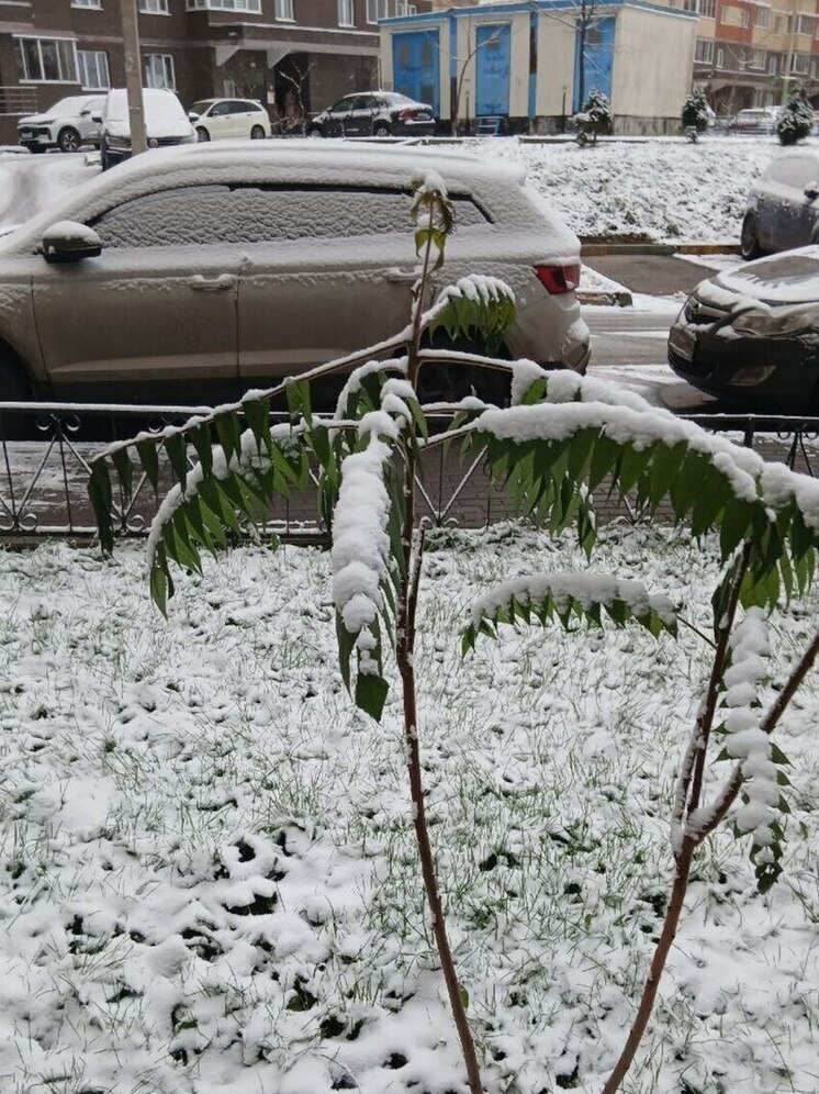 Сугробы растаяли: когда снова ждать снегопады в Подмосковье