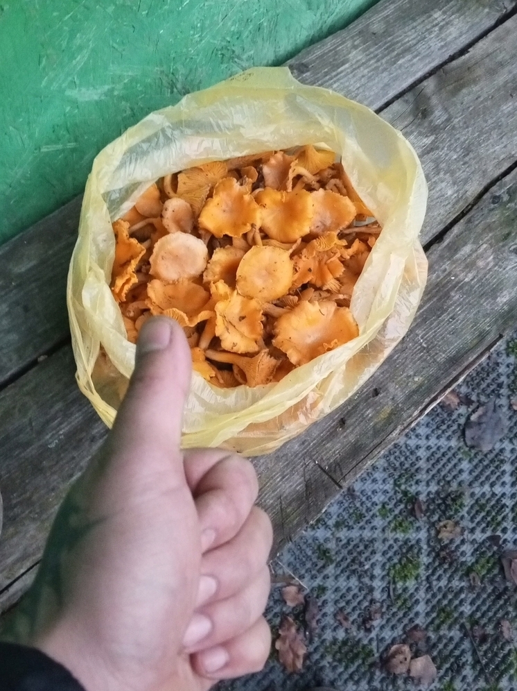 Грибники Ярославской области продолжают состязание на самый поздний гриб