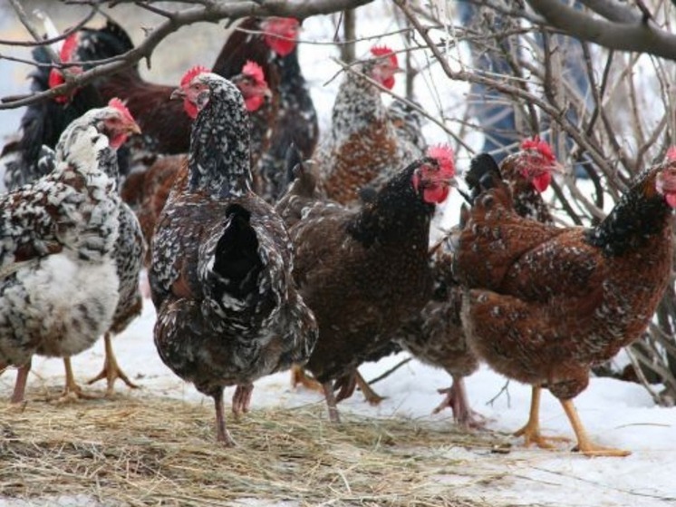 Завтра жителям Калмыкии надо накормить кур гречкой