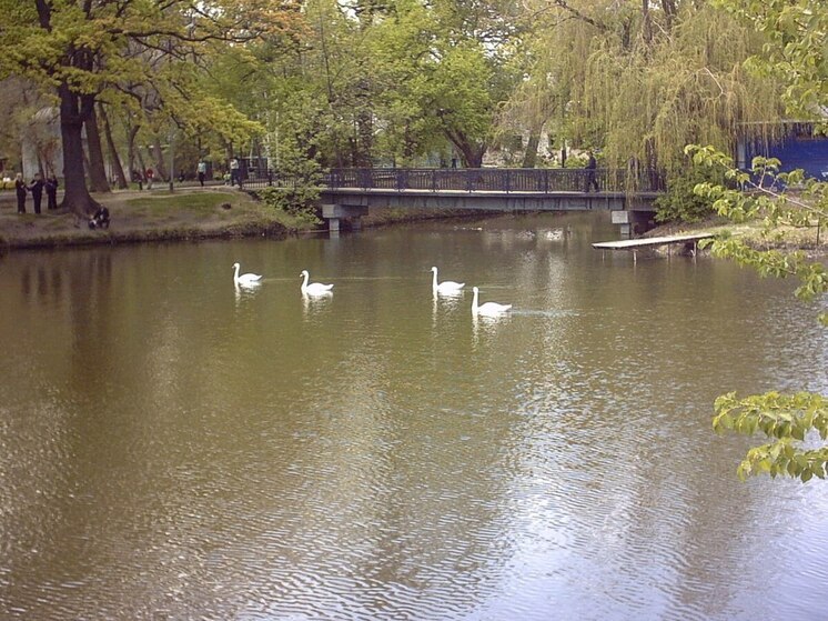 В саратовском Горпарке вырубят 11 аварийных деревьев