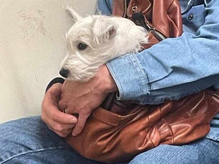 В Петербурге думают увеличить штрафы за нападения собак