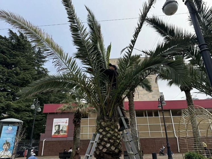 Субтропические растения начали укрывать на зиму в Сочи