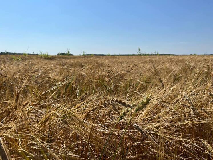 Рязанская область собрала более 3 миллионов тонн зерна в 2025 году