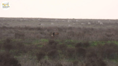 Как в калмыцкой степи пес Шара учет сайгаков ведет