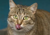 В соцсетях вновь поднялась волна хайпа по поводу «одной марки кошачьей еды, калечащей домашних питомцев»