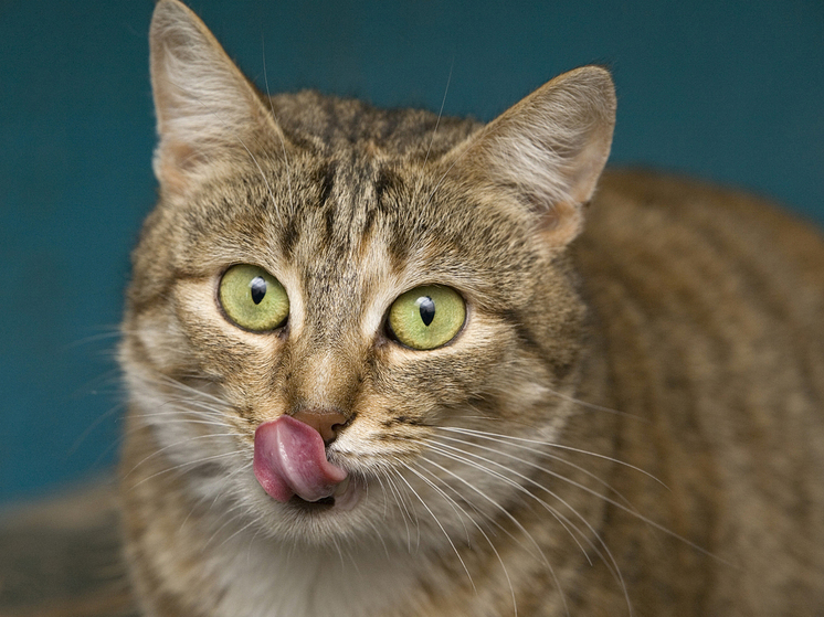 Ветеринарный врач Коноплева объяснила вред дешевой кошачьей еды