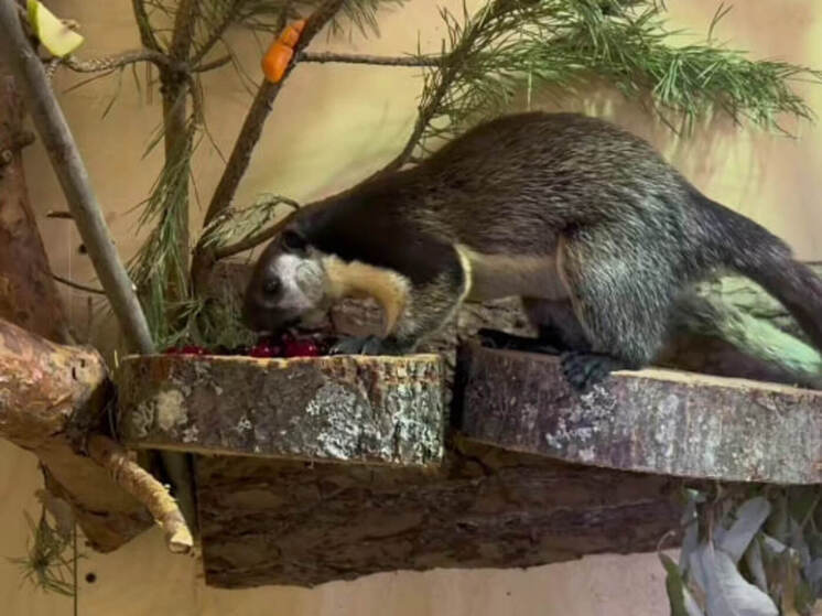 Гигантская двухцветная белка поселилась в Ленинградском зоопарке