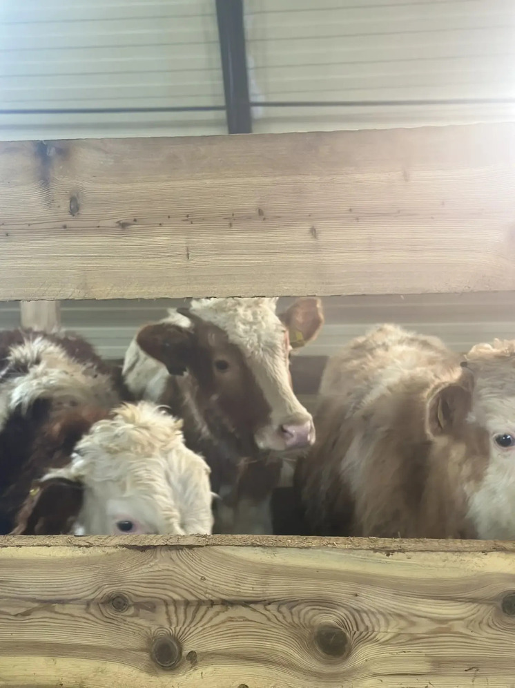 Новый коровник на 100 голов ввели в эксплуатацию в Вилюйском улусе