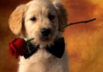 Дни рождения 12, 13 и 14 декабря