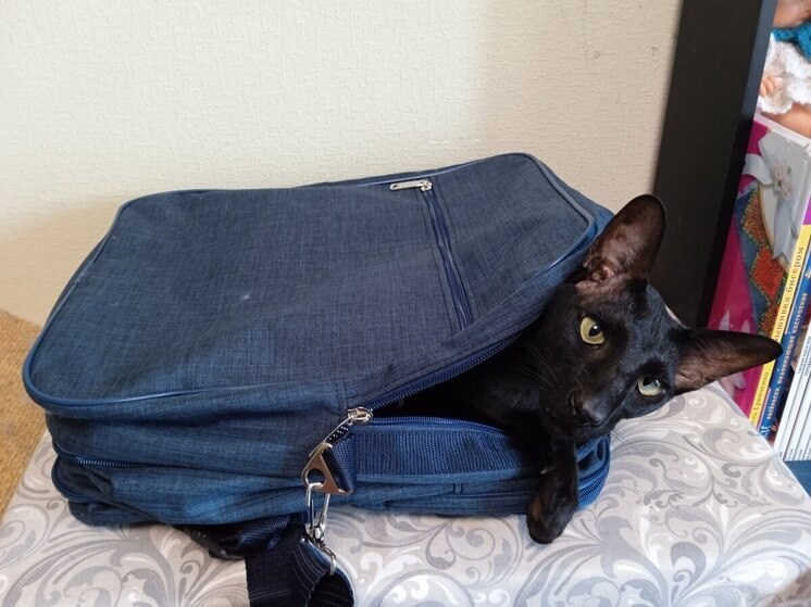 Деловые люди стали чаще наведываться в Петербург