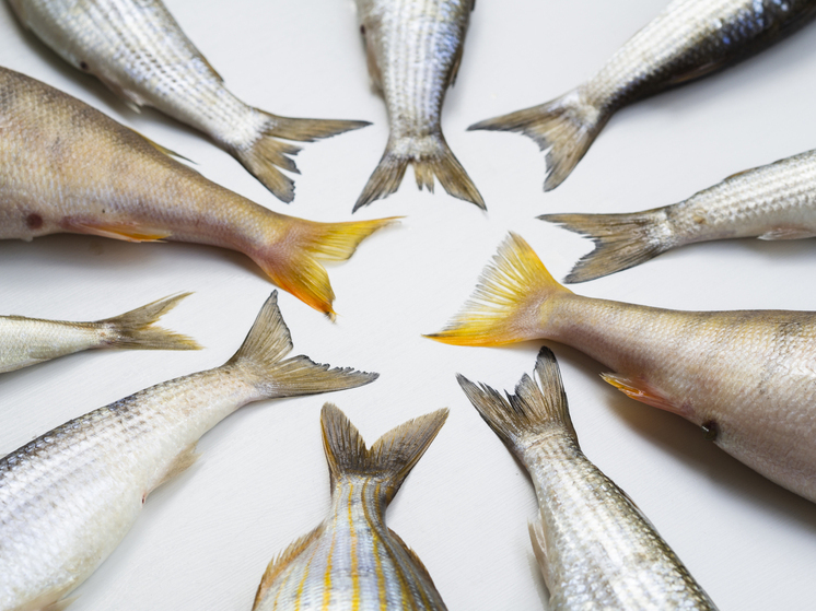 В Энергодаре возродят предприятие по разведению и переработке рыбы