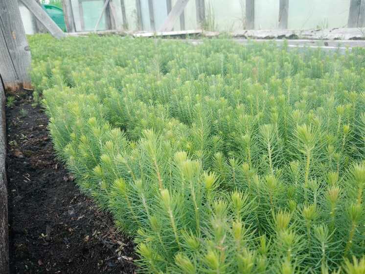 Более 14 млн сеянцев хвойных пород вырастили вологодские лесхозы в 2025 году