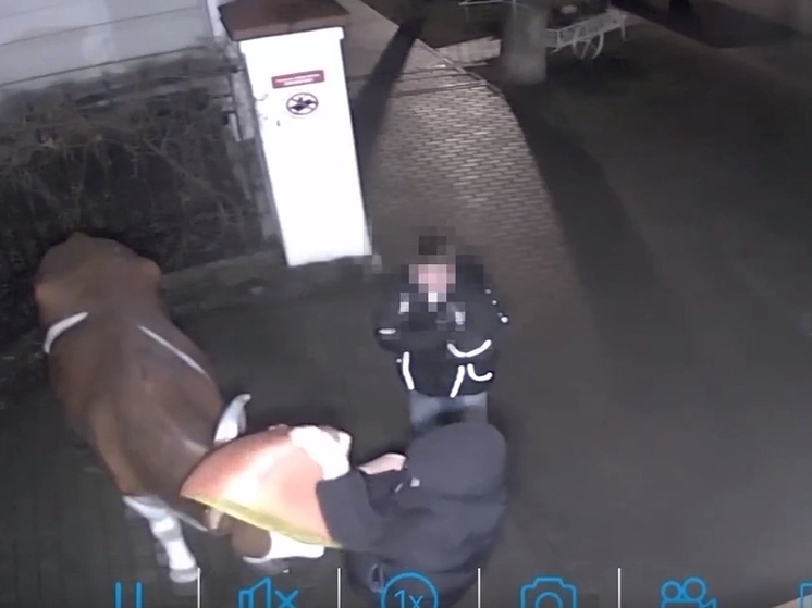 Вандал повредил скульптуру коровы у костромского музея сыра