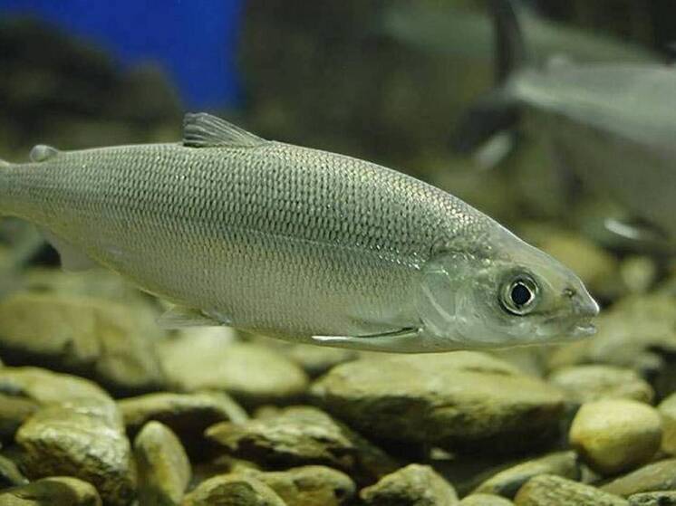 В Бурятия за незаконную добычу омуля осужден браконьер