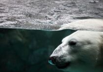 Новое исследование показало, что изменения в ДНК белых медведей могут помочь им адаптироваться к глобальному потеплению
