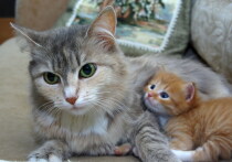 Предварительные выводы о том, какие домашние животные теряются чаще всего, сделали специалисты Всероссийской системы защиты питомцев Pet911