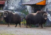 Пара овцебыков, родившихся в ямальском природном парке «Ингилор», переехала в экспозиционный вольер на основной территории Московского зоопарка после годового карантина