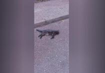 Полиция допрашивает 34-летнего мужчину, который, находясь в неадекватном состоянии, выбросил двух питомцев с 16-го этажа