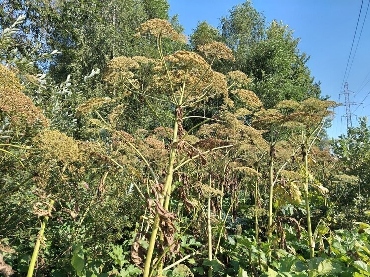 В Калининградской области заросли 7 тысяч гектаров