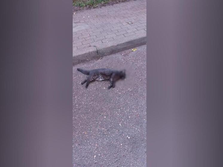 Полиция допрашивает 34-летнего мужчину, который, находясь в неадекватном состоянии, выбросил двух питомцев с 16-го этажа