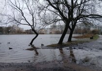 Сад Ивана Фомина в Выборгском районе много лет был тихой зелёной передышкой среди плотной застройки. Его создавали и благоустраивали сами жители: высаживали деревья, прокладывали дорожки, облагораживали пруд, который стал центром небольшой местной экосистемы. Недавно в саду обновили лавки и урны, подтянули озеленение – казалось бы, ничего не предвещало беды. Однако в этом году ситуация резко изменилась: территория начала буквально уходить под воду.