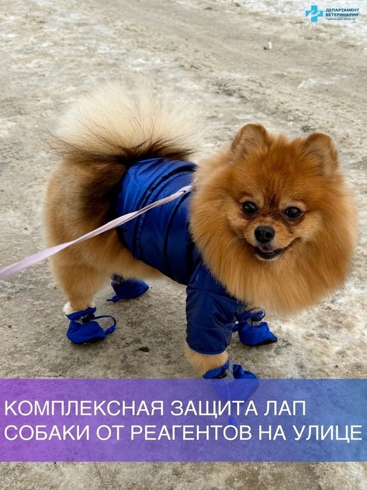 Спасаем лапки: как защитить собаку от опасных реагентов тамбовской зимой