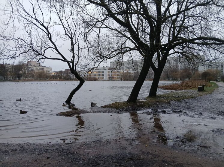 Сад Ивана Фомина в Выборгском районе много лет был тихой зелёной передышкой среди плотной застройки. Его создавали и благоустраивали сами жители: высаживали деревья, прокладывали дорожки, облагораживали пруд, который стал центром небольшой местной экосистемы. Недавно в саду обновили лавки и урны, подтянули озеленение – казалось бы, ничего не предвещало беды. Однако в этом году ситуация резко изменилась: территория начала буквально уходить под воду.