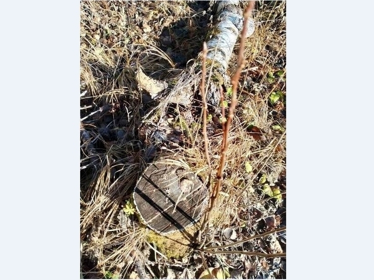 Прикамца будут судить за незаконную рубку леса в особо крупном размере