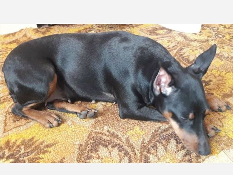 Лужская городская прокуратура начала процессуальную проверку истории, которая стала известна благодаря публикациям в социальных сетях. Жительница Луги попала под камеры видеонаблюения во время жестокого истязания своей собаки.