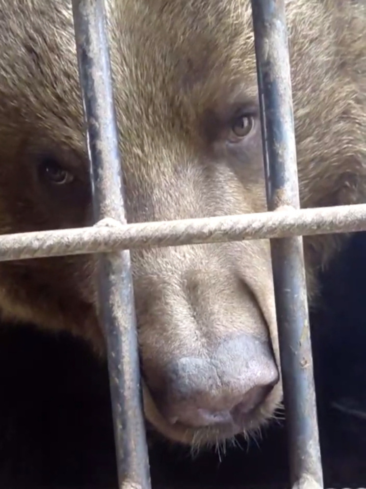 Калужане вместе со всеми россиянами празднуют День медведя