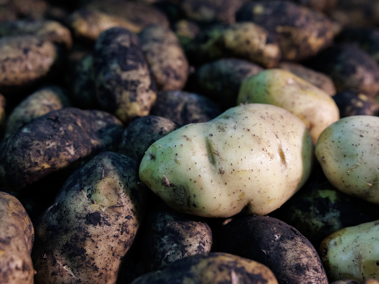 РФ продлила ограничения на ввоз семян из недружественных стран до 2026 года