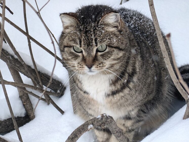 Во Владивостоке 13 декабря вечерний снег, до -7 градусов