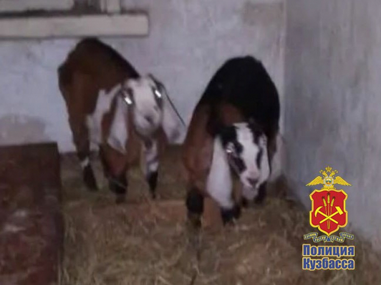 В Прокопьевске будут судить мужчину за кражу породистых коз у родственницы