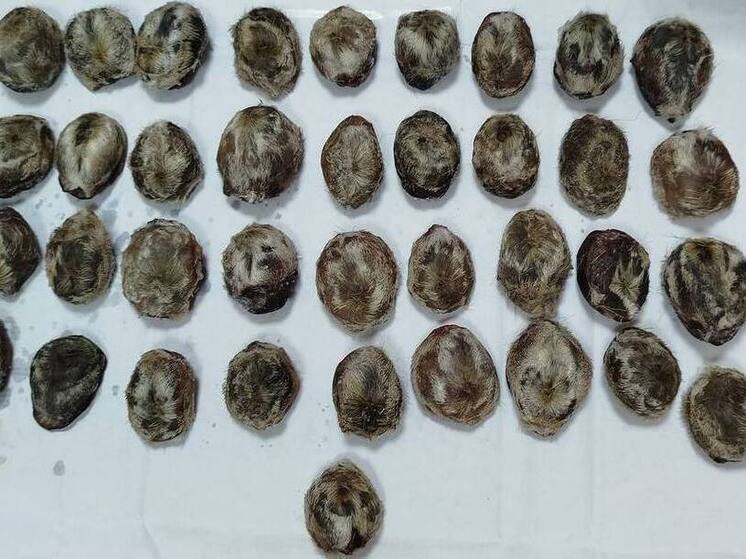 В Бурятии транспортная прокуратура направила в суд дело о контрабанде дериватов