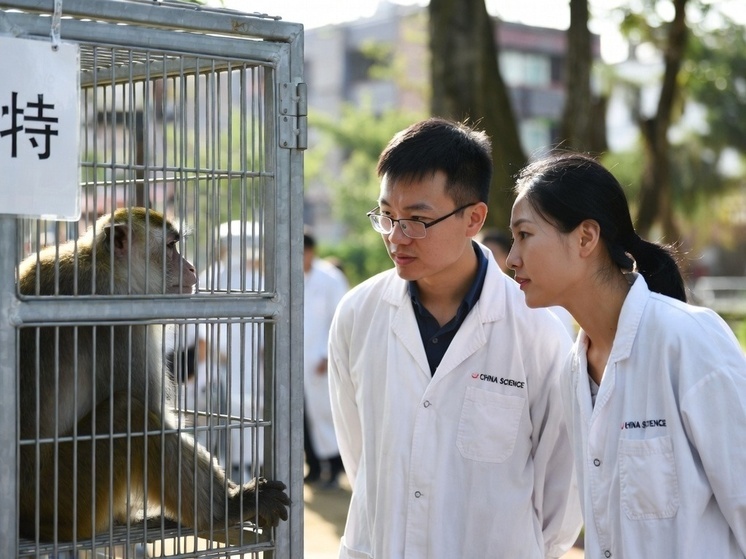 Китайским ученым удалось разработать инновационный подход, замедляющий процессы старения