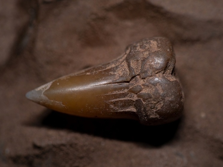 В Малайзии нашли передний зуб первобытного человека возрастом 55 тысяч лет