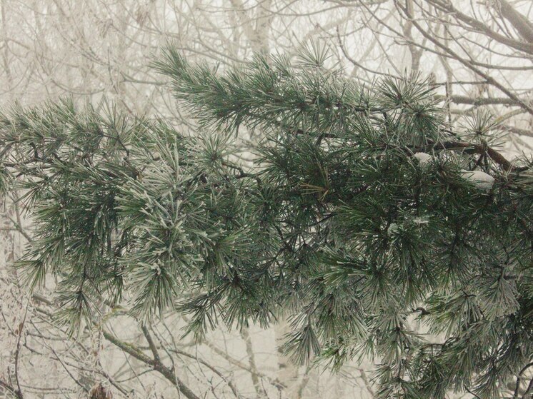 Петербуржцы пережили самую морозную ночь