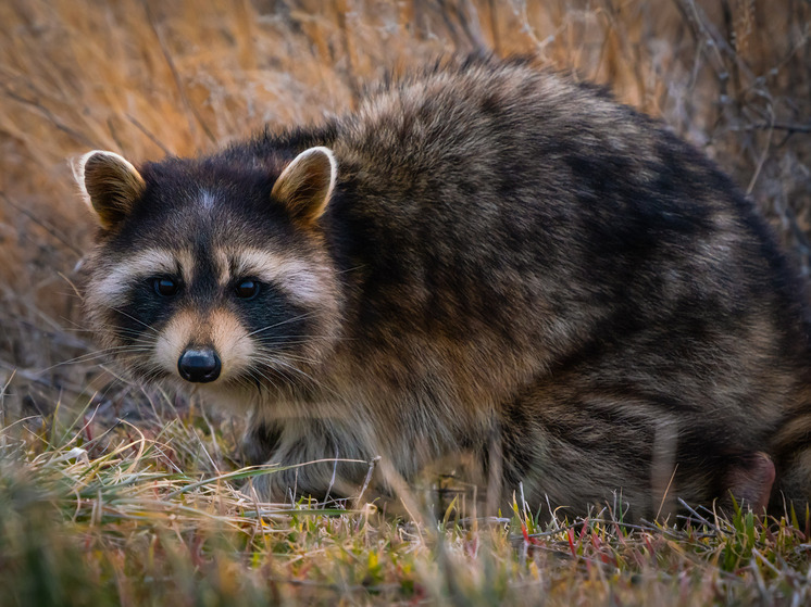 Опасное заболевание: в томском селе Кандинка подтвердили бешенство у дикого животного