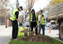 Под занавес 2025 года в столице Крыма проходит масштабная высадка деревьев