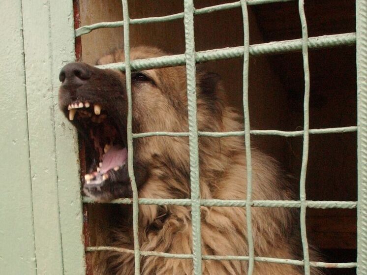 Домашняя собака напала на жительницу Владивостока с ребенком