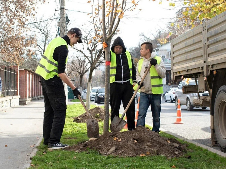 Под занавес 2025 года в столице Крыма проходит масштабная высадка деревьев