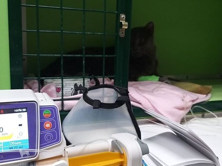 В Сланцевском районе 10 ветеринарных специалистов получили награды