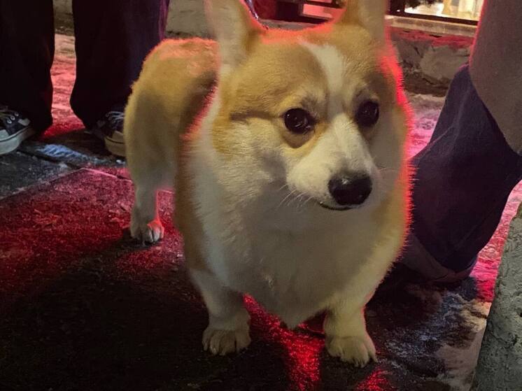 Жителям Ленобласти рассказали, как защитить питомца от праздничных потрясений