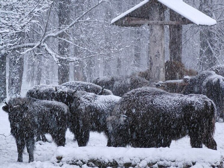 Зубры из серпуховского заповедника помогли России выйти в мировые лидеры
