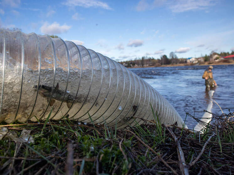 В реки Карелии выпустили более двух тысяч мальков лосося