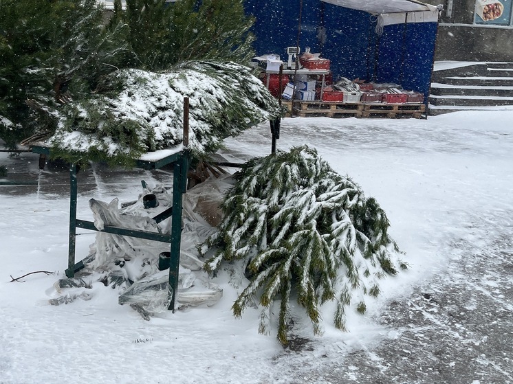 В Саратове открылись первые елочные базары