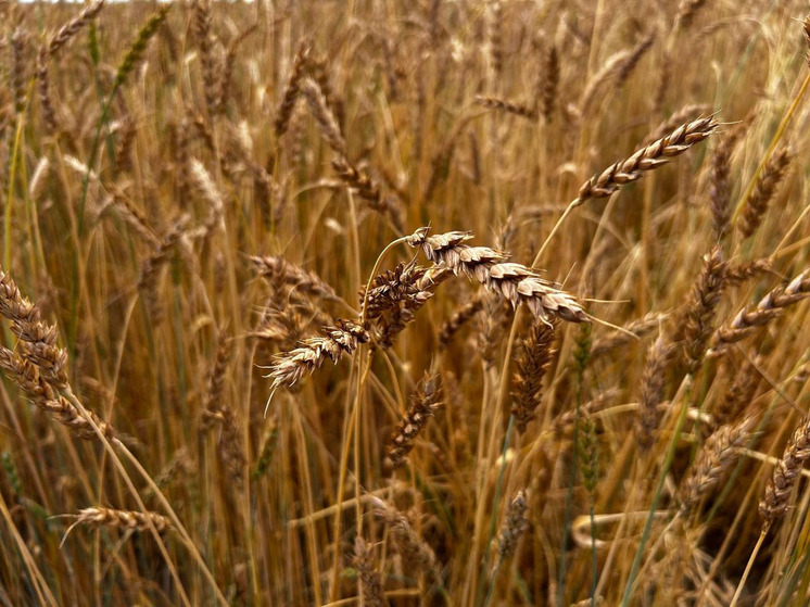 Стало известно, в каких районах Алтайского края собрали больше всего зерна