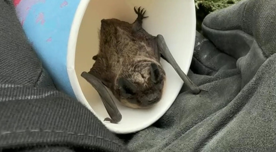 Размер не имеет значения: белорусские спасатели выпустили на волю летучую мышь